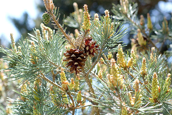 Pinus sylvestris, con conos masculinos (amarillos) y femeninos (piñas)